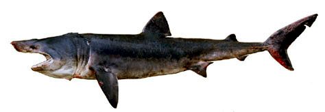 Cetorhinus maximus_04.jpg